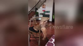 Fat cat gets stuck trying to wriggle through narrow gap on chair (but is OK in the end)