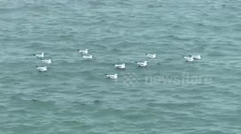 Seagulls migrate through the hottest region in winter