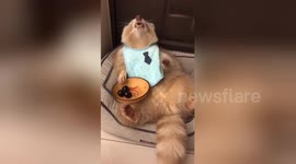 Excited raccoon enjoys munching on delicious cherries