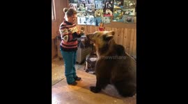 'Little' bear is ready to do anything for a spoon of sweetened milk!