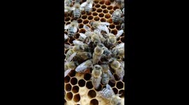 Supersedure old queen continue laying eggs after fight with her daughter