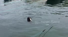 Seal eating a fish in Mevagissy Cornwall England