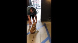 Partially-paralysed dog Scooty enthusiastically greets 'uncle'