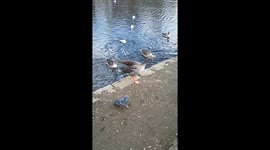 Slow motion goose