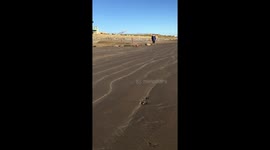 Slow motion IVDD recovery dachshund