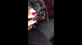Needy little chocolate & Tan miniature dachshund