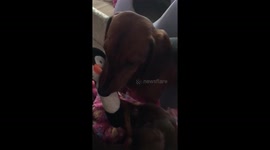 3 silly sausages mini Dachshunds playtime