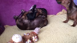 From daft to serious in less than a minute 3 miniature dachshunds