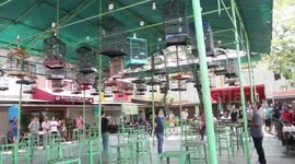 Bird singing contest with a lot at stake