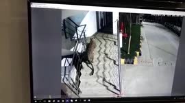 Leopard spotted near Thane's Korum Mall, search initiated to find elusive predator