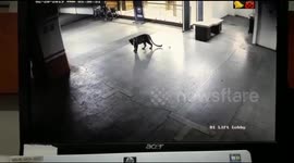 Leopard entered in posh mail & star hotel near Mumbai India.