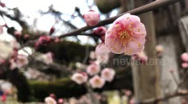Plum blossoms in Kyoto