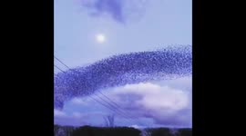 Starlings dance overhead during a moonlit murmuration in Herefordshire