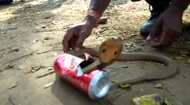 Furious cobra rescued from beer can in east India