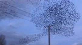 Spectacular Starling Roosting