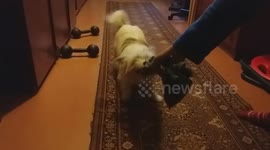 Playful dog