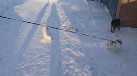 Walking pets
