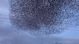 Stunning Display of Starlings Preparing to Roost