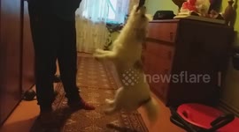 Determined dog left hanging in the air by a toy