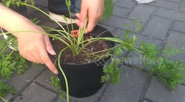 I was so excited to harvest my carrots from a flower pot