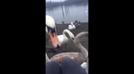 Epic fail swan snatching food bag