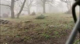 Owner of zoo hits back after petition to stop lion and tiger tug-of-war attraction