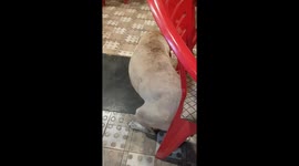 Dog pole dancing