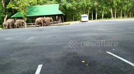 Moment elephant family goes for a stroll - through Thailand car park