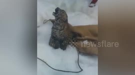 Heartbreaking video shows snow leopard cub caught after mother killed in accident