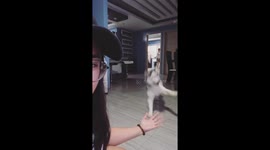 When my dog wants to play :))