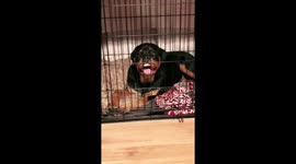 Happy Rottweiler Chilling in Crate