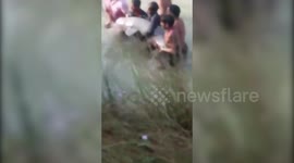 Fresh water dolphin weighing 330 pounds rescued villagers in northern India