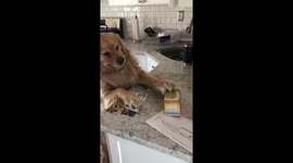 Desperate for a cuppa: golden re-tea-ver tries to grab box from countertop
