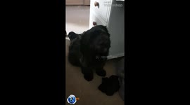 Arguing with my dog