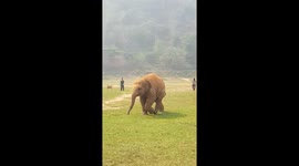 Cheeky baby elephant runs away from his guardian to avoid bedtime