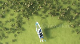 Man in a clear canoe cruises through fever of rays in Florida