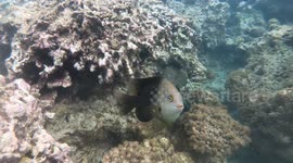 Little Fish Attacking Snorkeler and camera