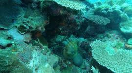 Massive Moray eel gets angry at diver filming it