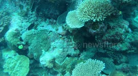 Large Moray Eel being attacked by fish and swimming through rocks