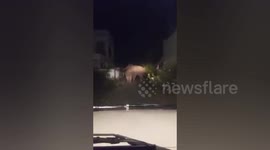Elephants raided house for food in Southern India.
