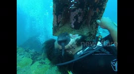 Ocean dentistry? Diver gets teeth brushing from cleaner shrimp
