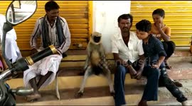 Wild monkey likes to hang out with humans, pose for selfies