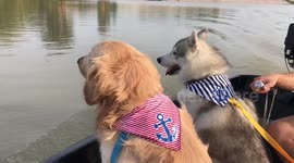 Dogs enjoy a river boat ride