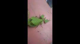 Rare insect looks like a 'walking leaf' while crawling around on table
