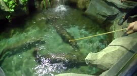 Giant Arapaima Feeding