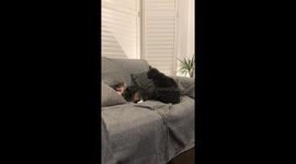 Cats slowllllly fighting on sofa.