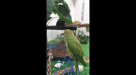 Cute parrot makes sounds like R2D2 from Star Wars from memory