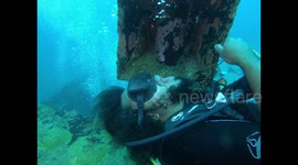 Ocean dentistry? Diver gets teeth brushing from cleaner shrimp