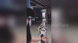 Newsflare Edit - When my dog wants to play :))