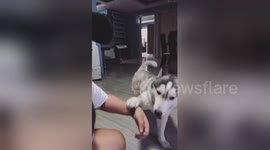 Puppy shows off his happy walk when his owner calls